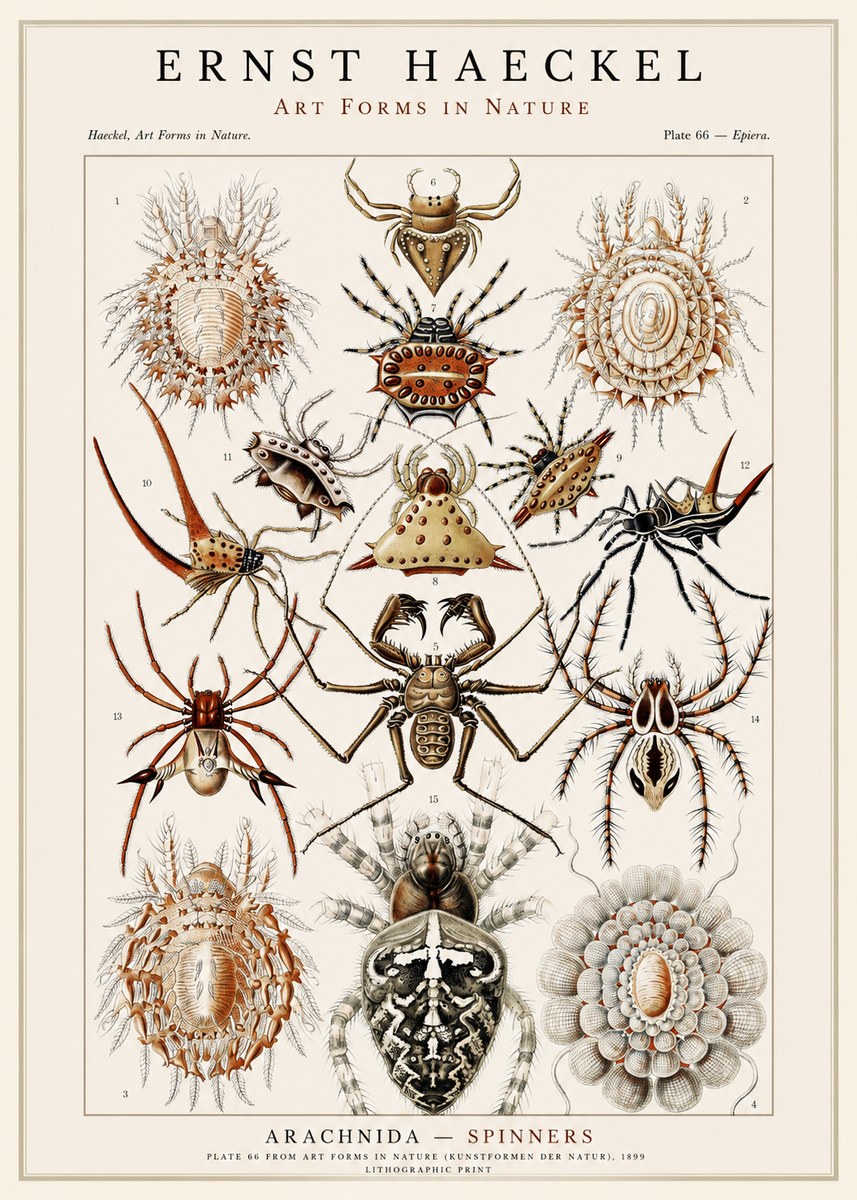 Ernst Haeckel Arachnida — Spiders No3 - Póster