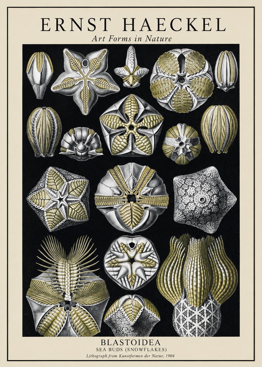 Ernst Haeckel Blastoidea Sea Buds (Snowflakes) No1 - Póster