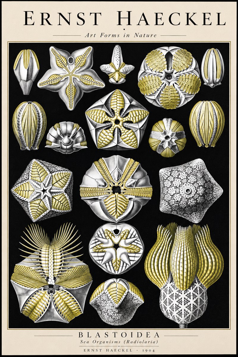Ernst Haeckel Blastoidea Sea Buds (Snowflakes) No3 - Póster
