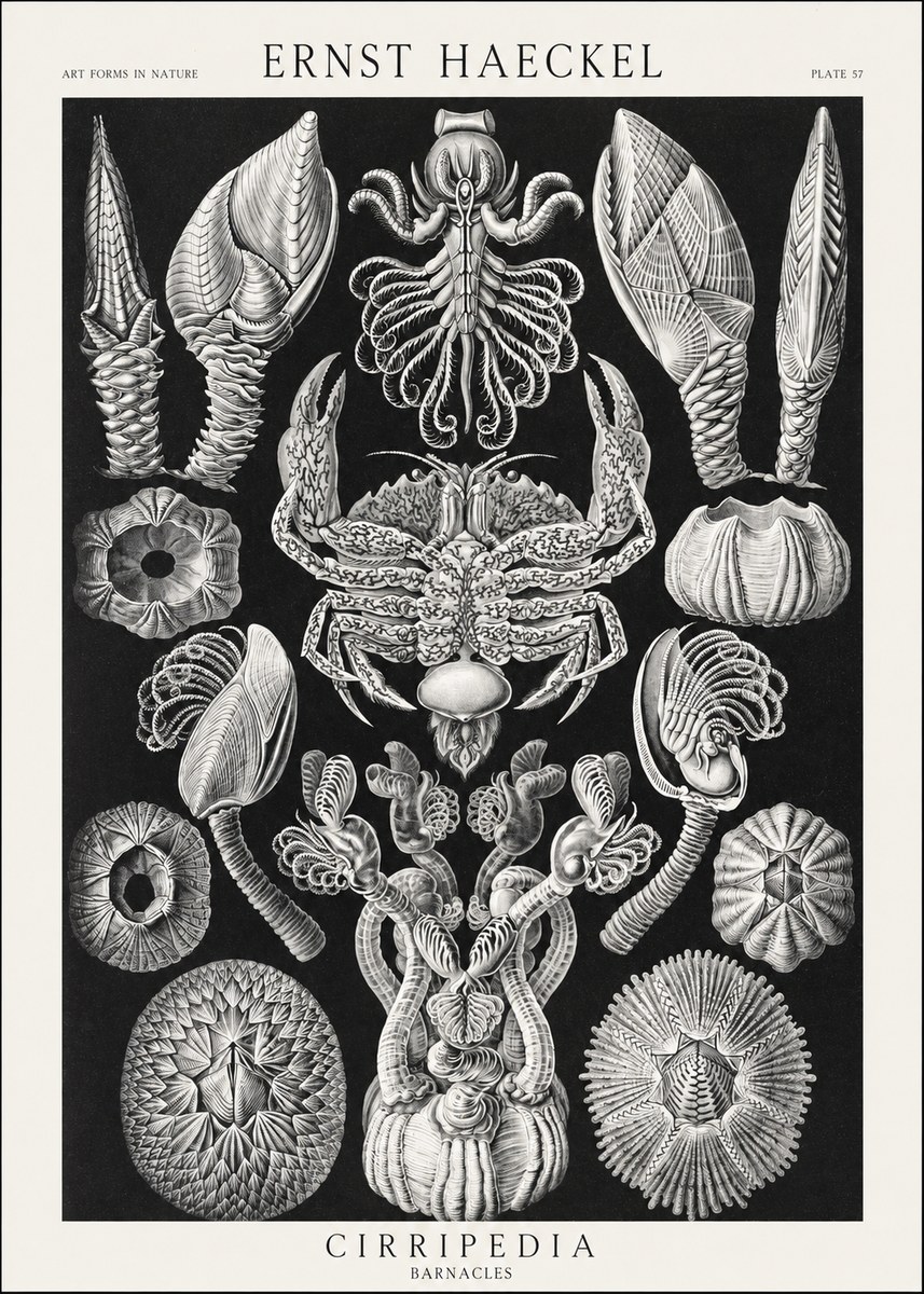 Ernst Haeckel Cirripedia Barnacles No3 - Póster