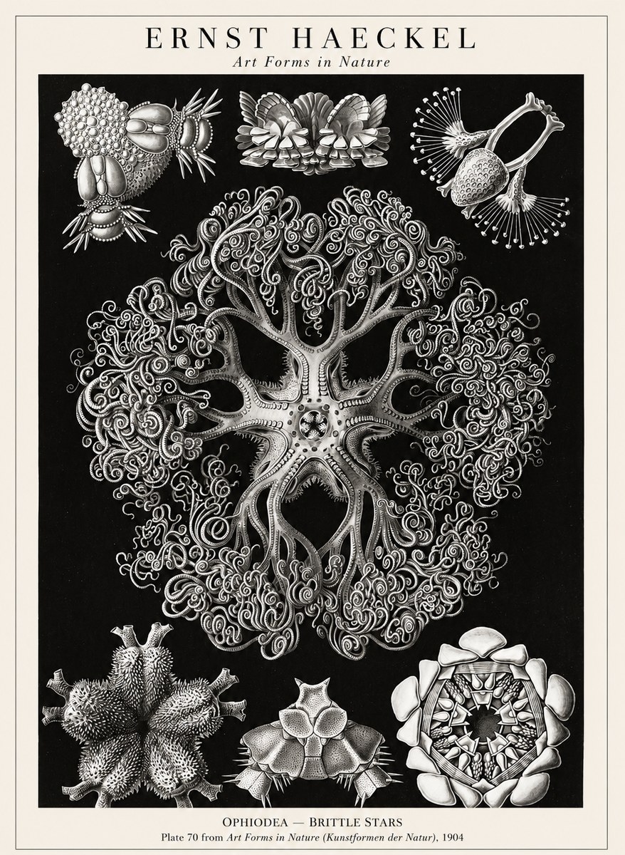 Ernst Haeckel Ophiodea - Brittle Stars II No1 - Póster
