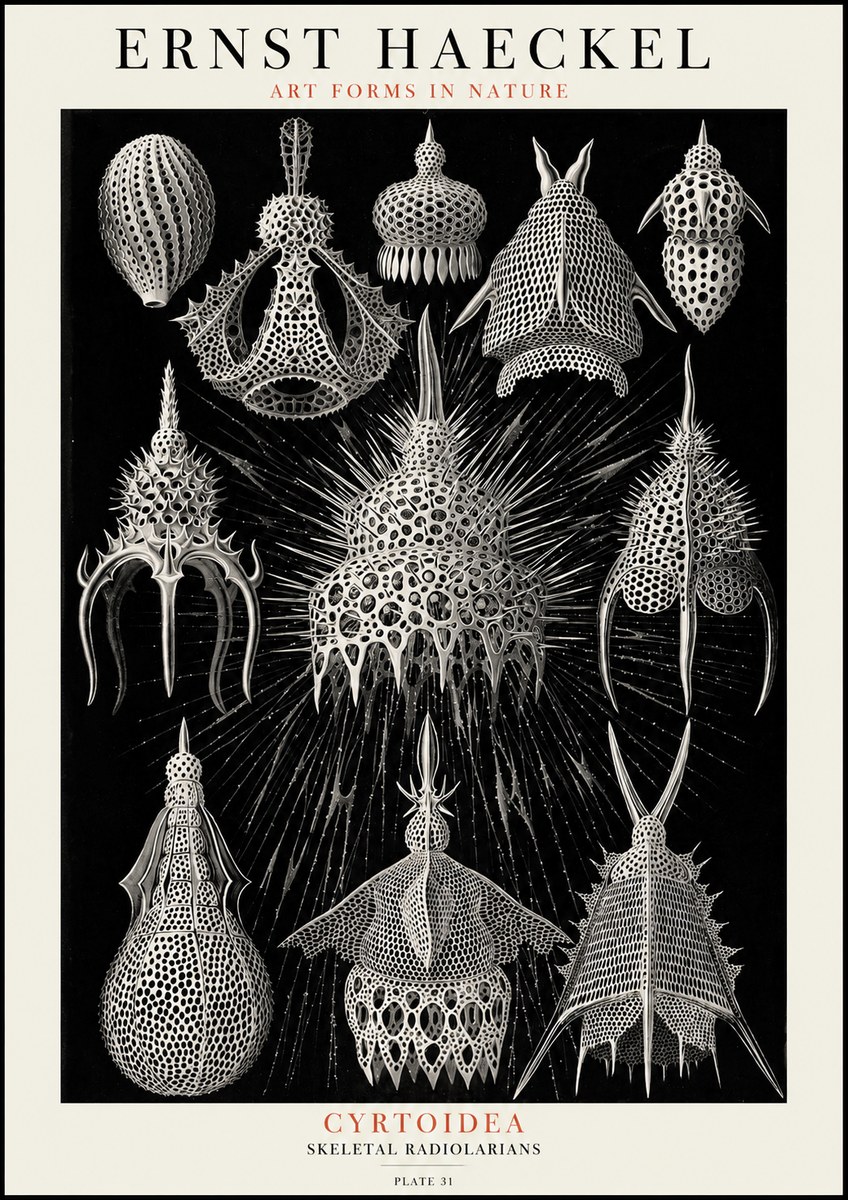 Ernst Haeckel Cyrtoidea - Starry Radiolarians No4 - Póster