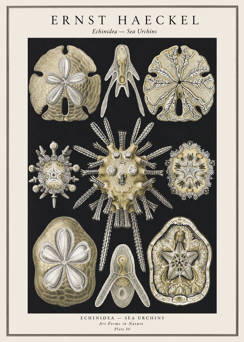Ernst Haeckel Echinidea — Sea Urchins No1 - Póster