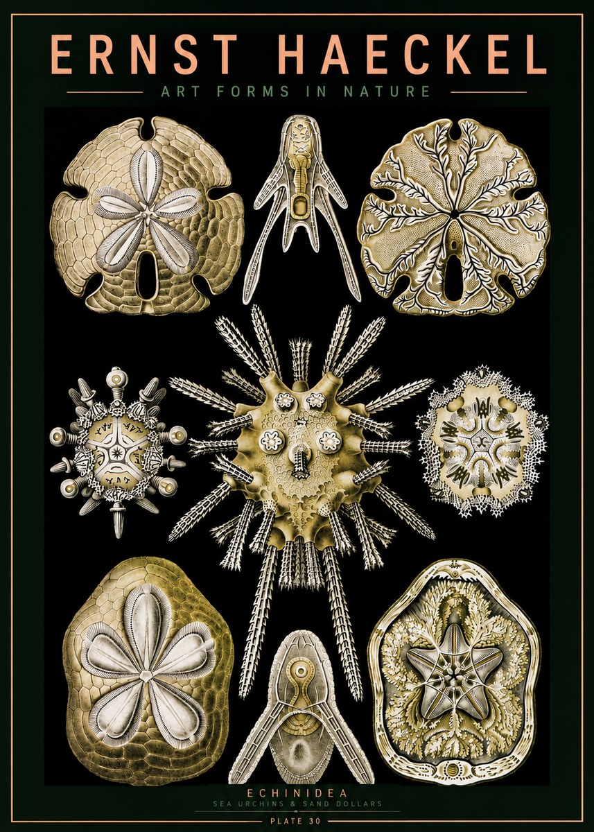 Ernst Haeckel Echinidea — Sea Urchins No5 - Póster