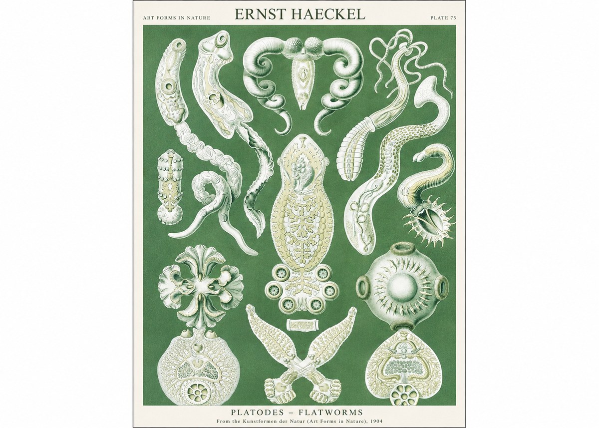 Ernst Haeckel Platodes – Flatworms No1 - Póster