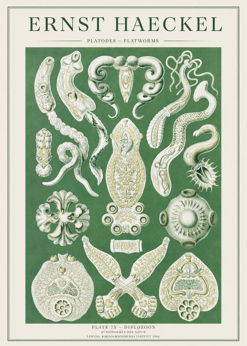 Ernst Haeckel Platodes – Flatworms No2 - Póster
