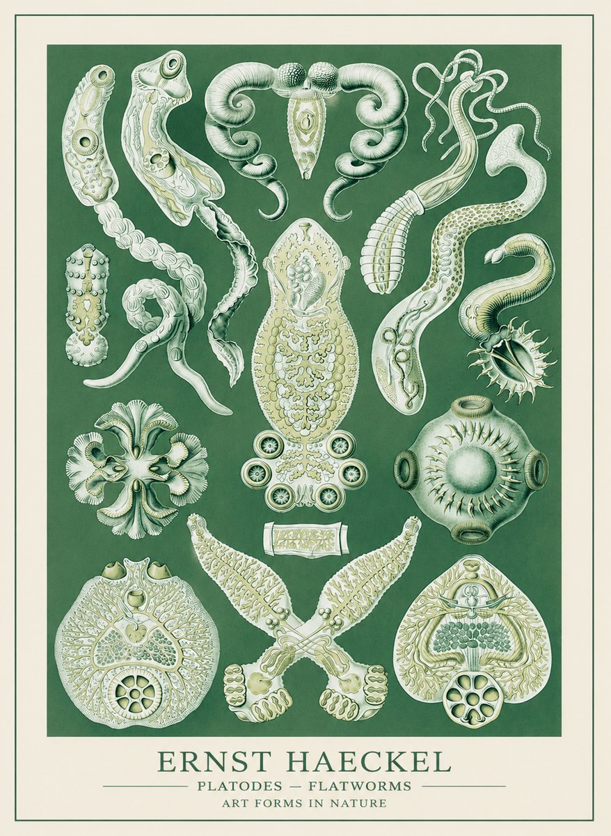 Ernst Haeckel Platodes – Flatworms No3 - Póster