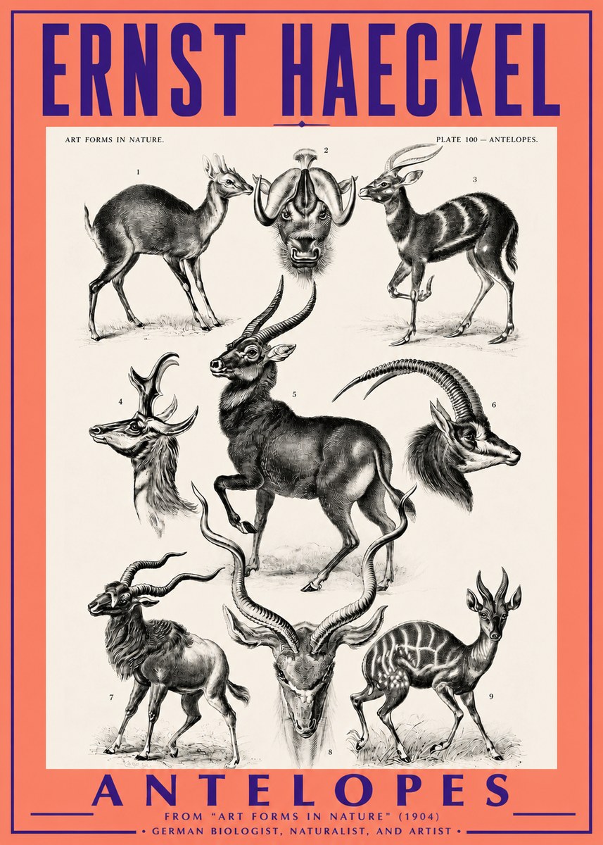 Ernst Haeckel Antelopes No3 - Póster