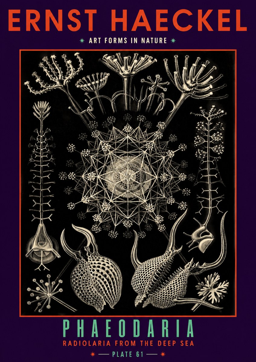 Ernst Haeckel Phaeodaria Radiolarians - Plate 61 No6 - Póster