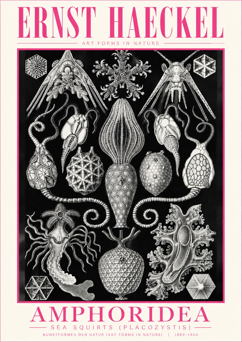 Ernst Haeckel Amphoridea No5 - Póster