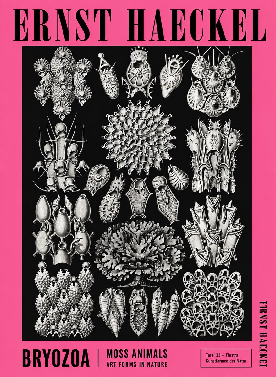 Ernst Haeckel Bryozoa No4 - Póster