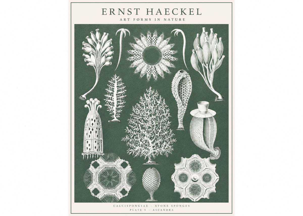 Ernst Haeckel Calcispongiae - Calcisponiges - Plate 5 - Asconia No3 - Póster