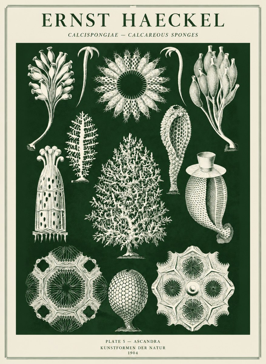 Ernst Haeckel Calcispongiae - Calcisponiges - Plate 5 - Asconia No5 - Póster