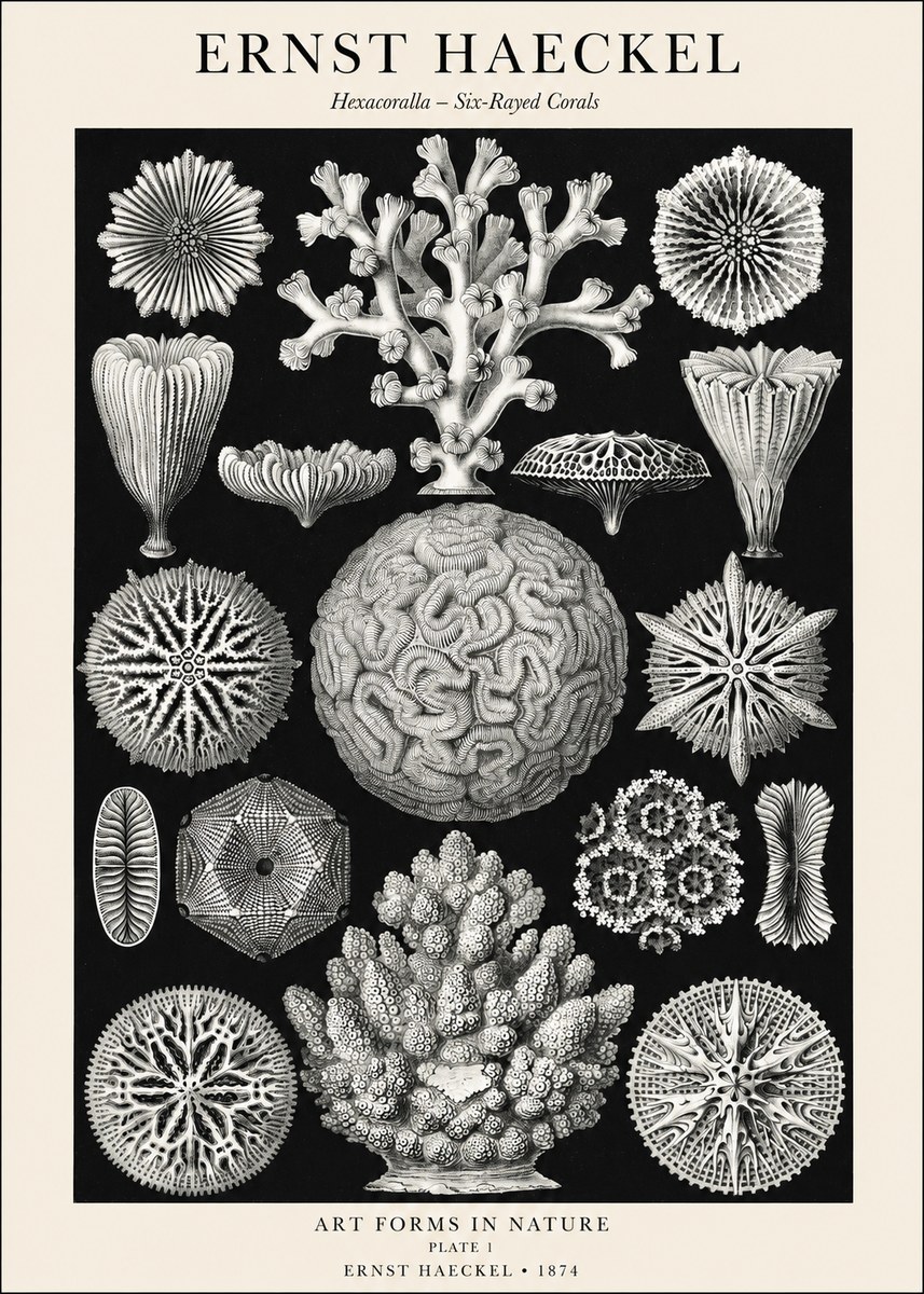Ernst Haeckel Hexacoralla – Six-rayed Corals No1 - Póster