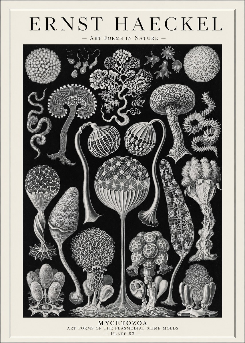 Ernst Haeckel Mycetozoa No1 - Póster