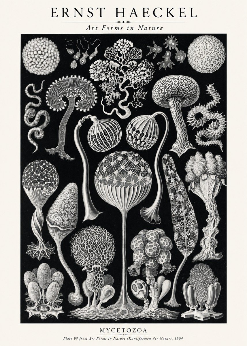 Ernst Haeckel Mycetozoa No2 - Póster