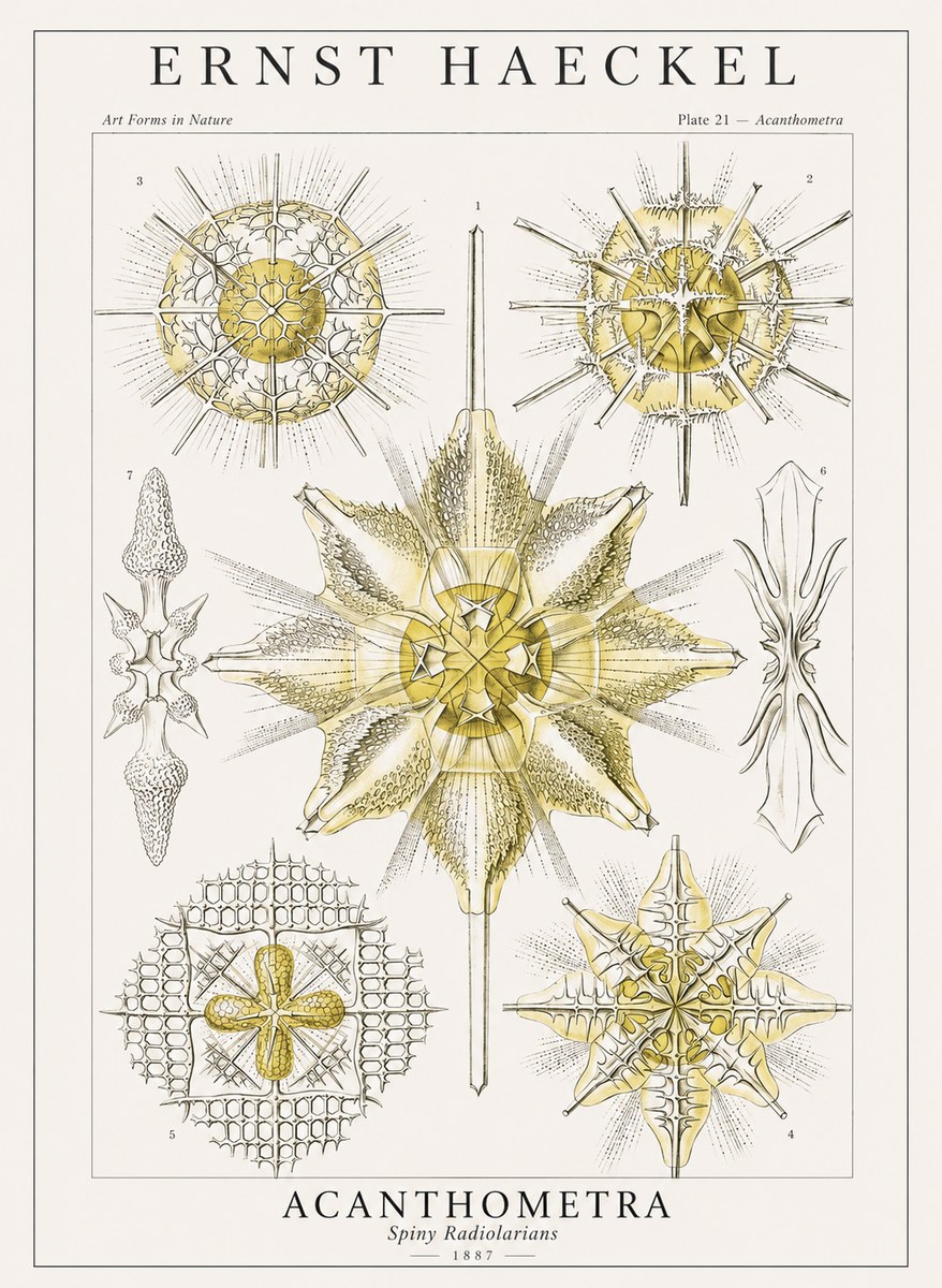 Ernst Haeckel Acanthometra - Star Radiolarians No4 - Póster
