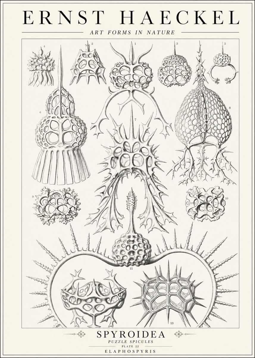 Ernst Haeckel Spyroidea - Puffball Radiolarians - Plate 22 No2 - Póster