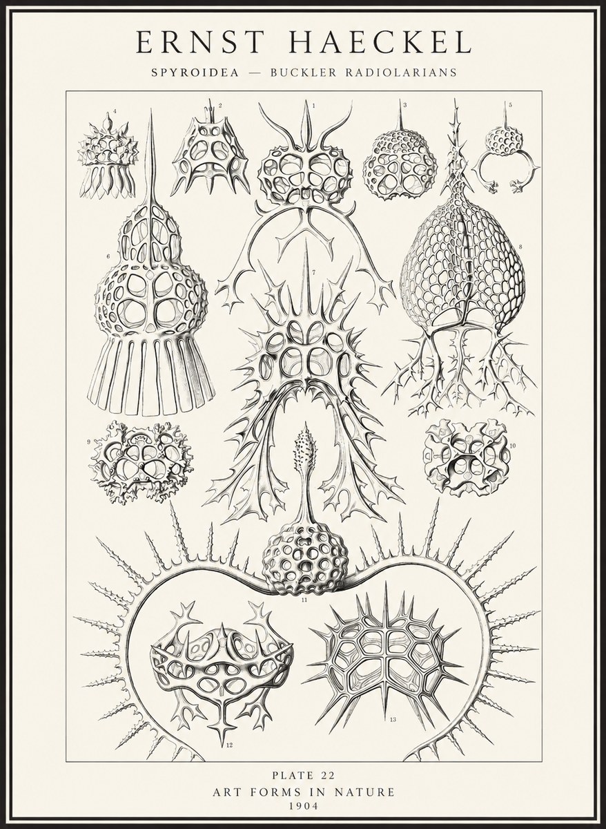 Ernst Haeckel Spyroidea - Puffball Radiolarians - Plate 22 No4 - Póster