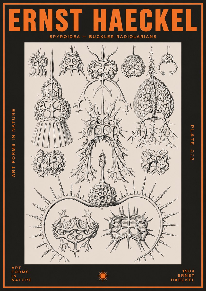 Ernst Haeckel Spyroidea - Puffball Radiolarians - Plate 22 No5 - Póster