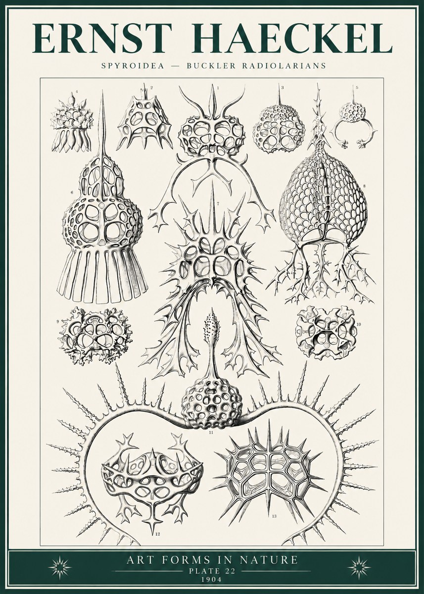 Ernst Haeckel Spyroidea - Puffball Radiolarians - Plate 22 No6 - Póster