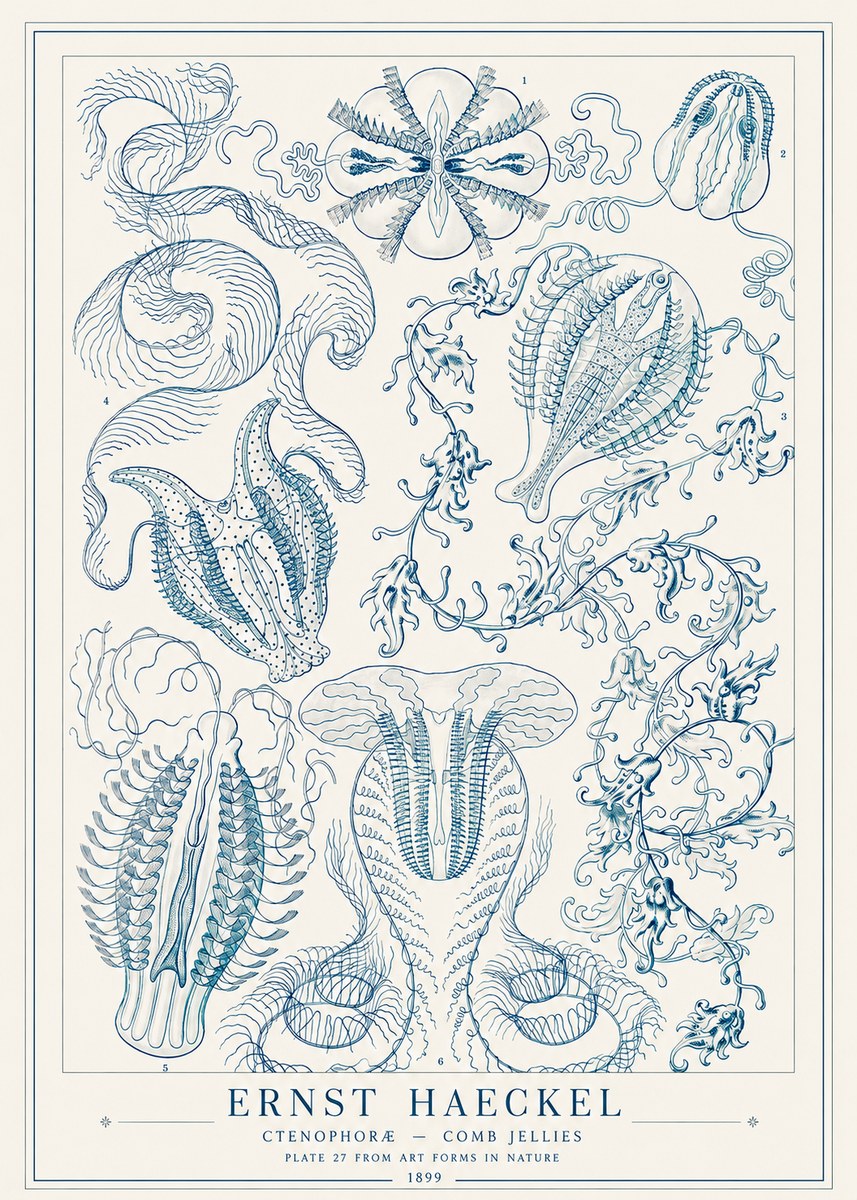Ernst Haeckel Ctenophoræ – Comb Jellies No1 - Póster