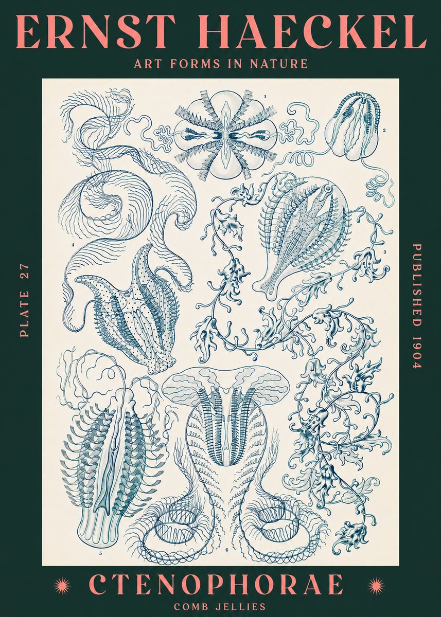 Ernst Haeckel Ctenophoræ – Comb Jellies No3 - Póster