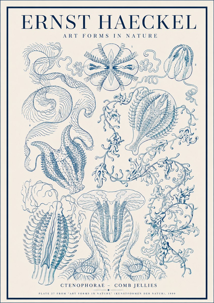 Ernst Haeckel Ctenophoræ – Comb Jellies No4 - Póster