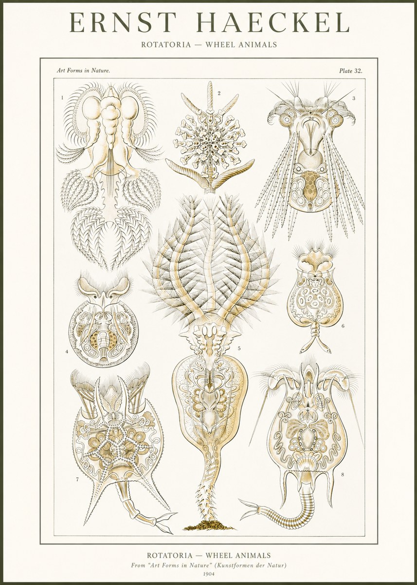 Ernst Haeckel Rotatoria - Wheel Animals No2 - Póster