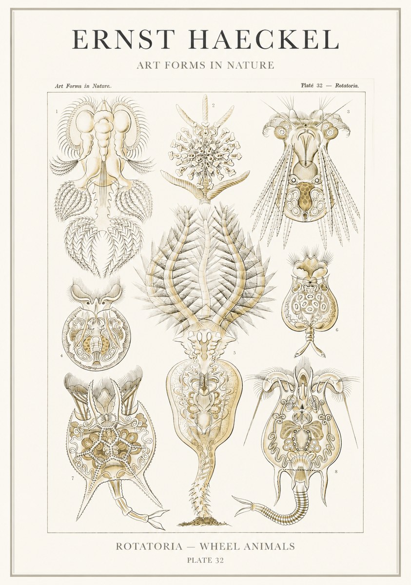 Ernst Haeckel Rotatoria - Wheel Animals No3 - Póster