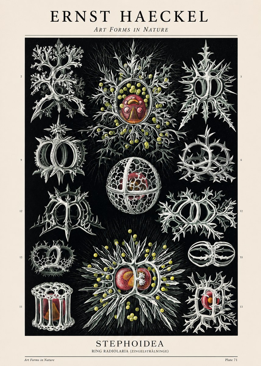 Ernst Haeckel Stephoidea No1 - Póster
