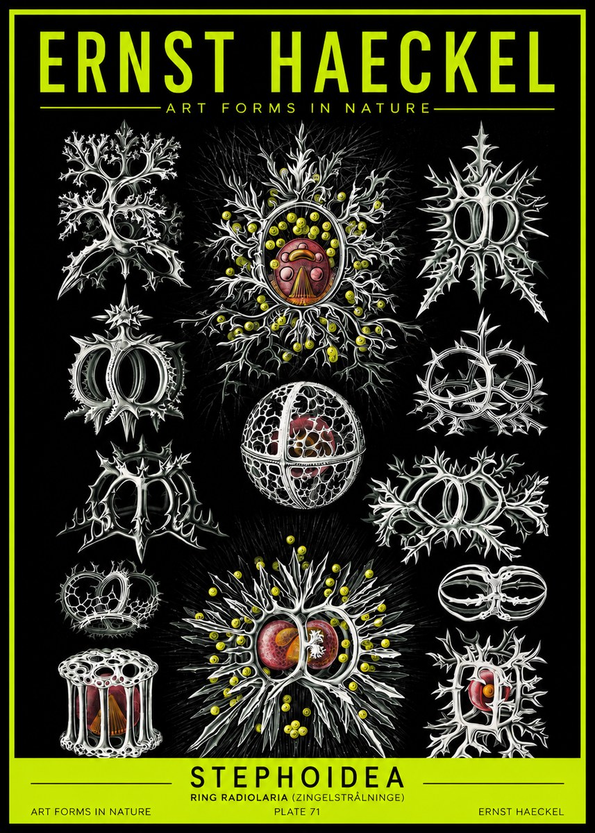 Ernst Haeckel Stephoidea No2 - Póster