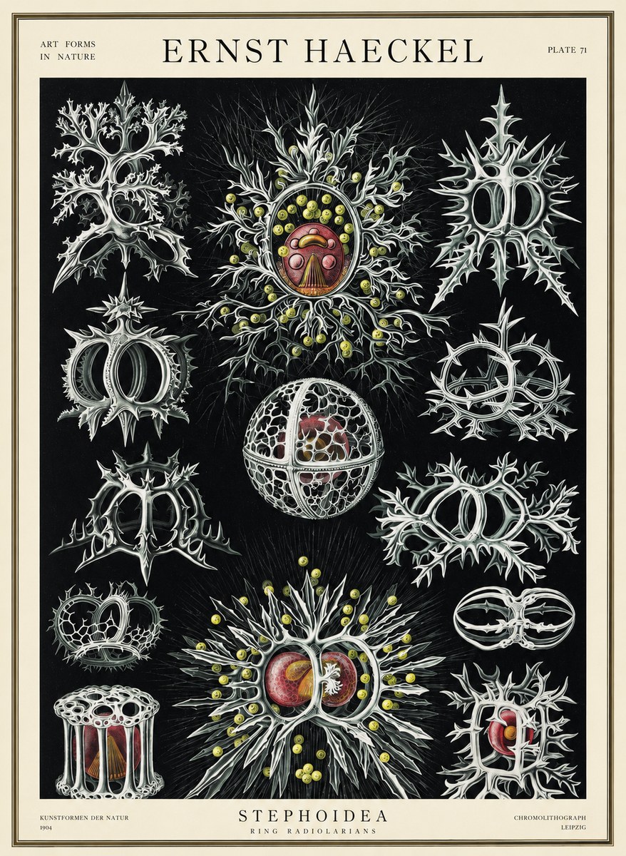 Ernst Haeckel Stephoidea No3 - Póster
