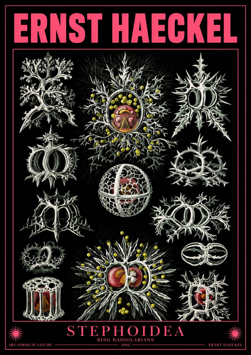 Ernst Haeckel Stephoidea No4 - Póster