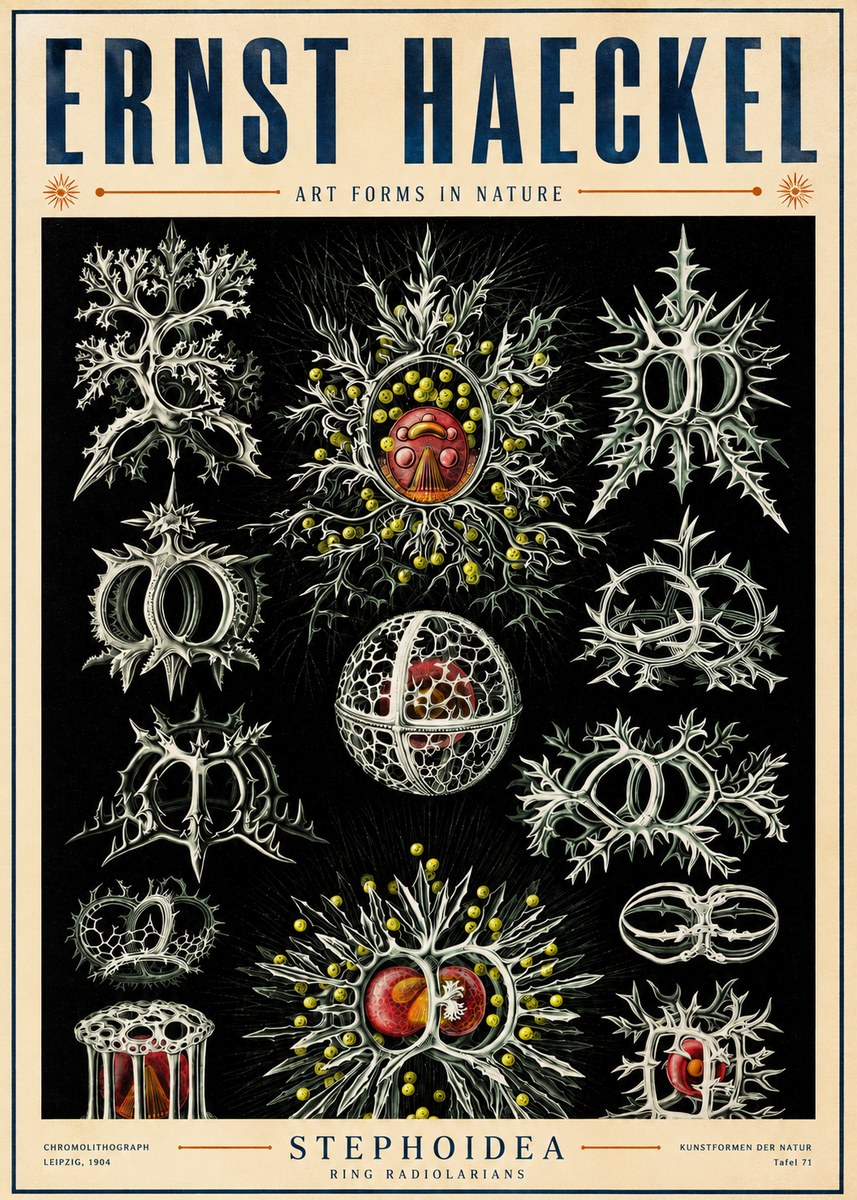 Ernst Haeckel Stephoidea No5 - Póster