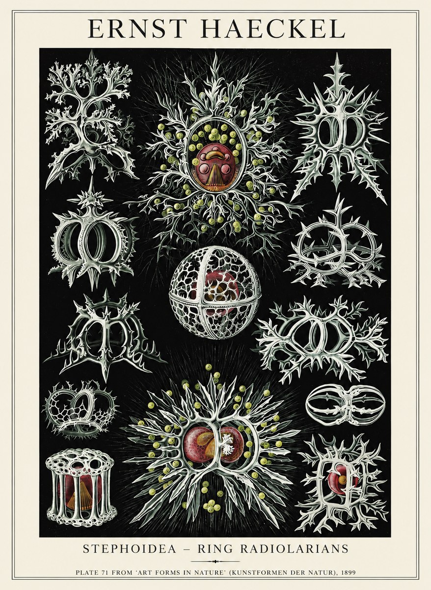 Ernst Haeckel Stephoidea No6 - Póster