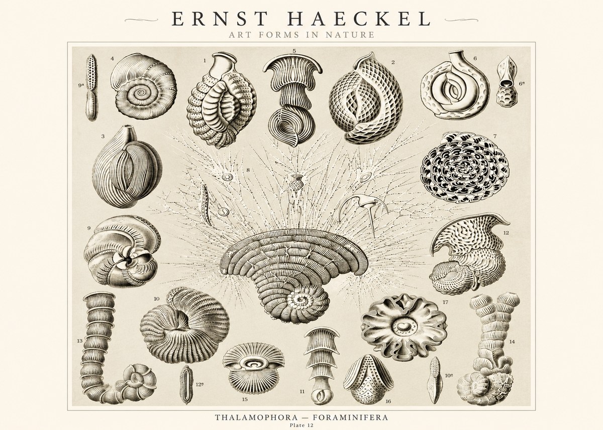 Ernst Haeckel Thalamophora – Foraminifera Plate 12 No1 - Póster