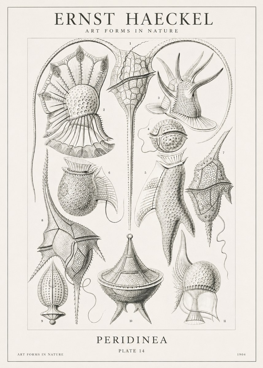 Ernst Haeckel Peridinea No1 - Póster