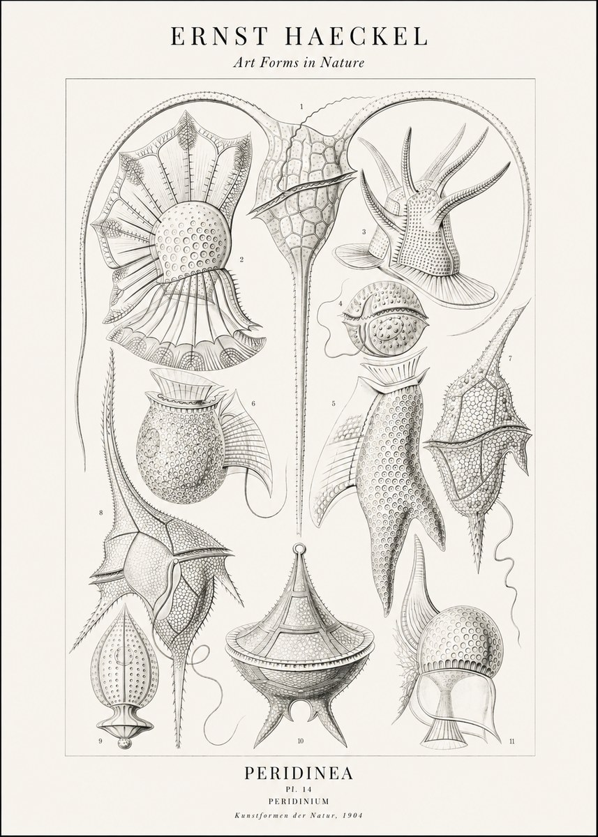 Ernst Haeckel Peridinea No2 - Póster