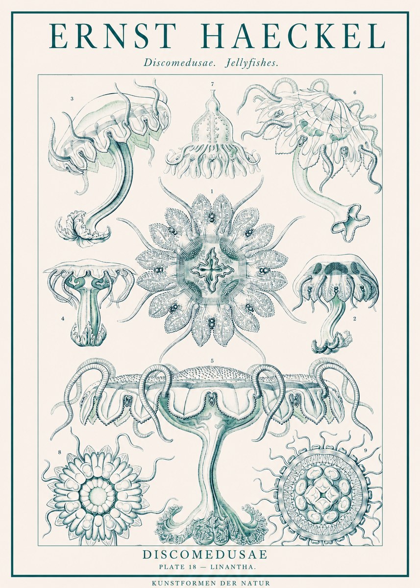 Ernst Haeckel Discomedusae. Jellyfishes. No1 - Póster