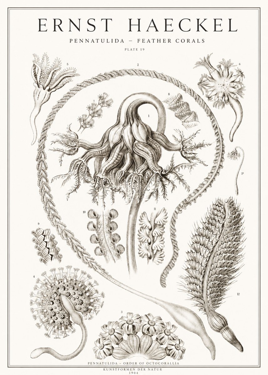 Ernst Haeckel Pennatulida - Sea Pens No2 - Póster