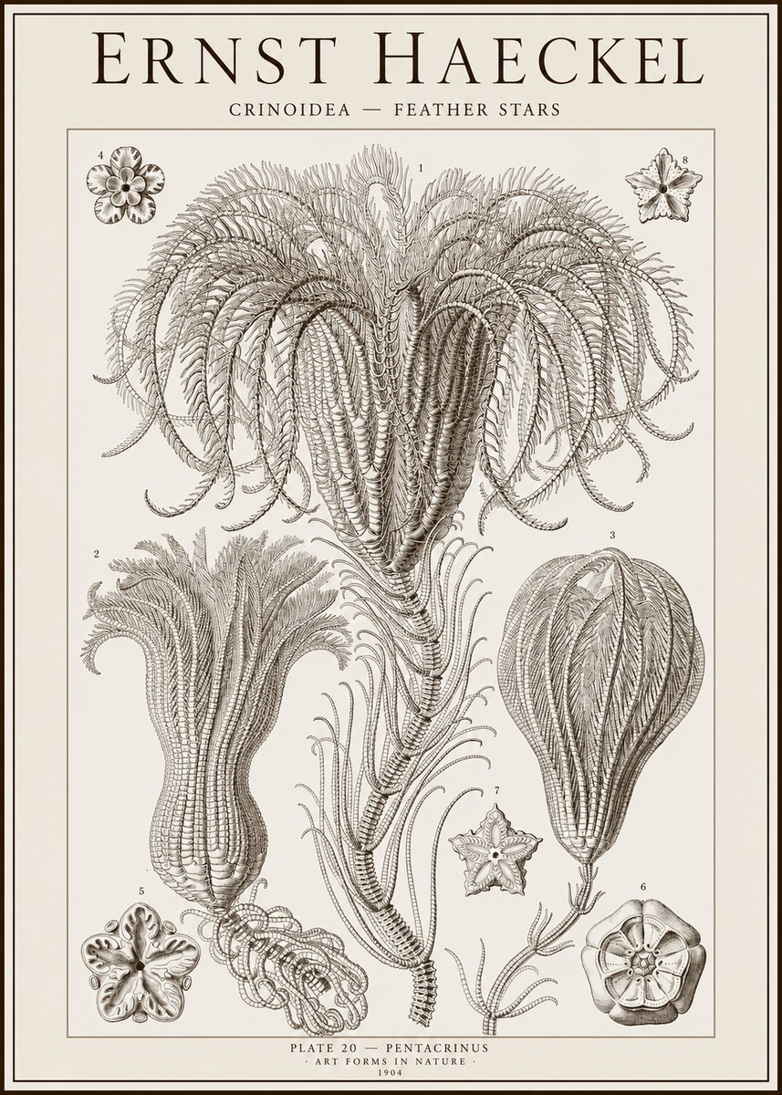Ernst Haeckel Crinoidea - Palm Lilies No2 - Póster