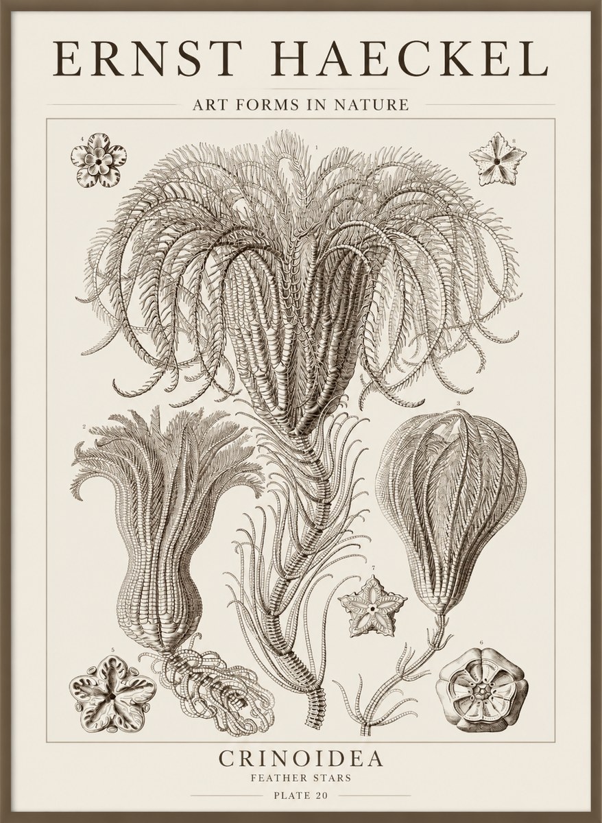 Ernst Haeckel Crinoidea - Palm Lilies No5 - Póster