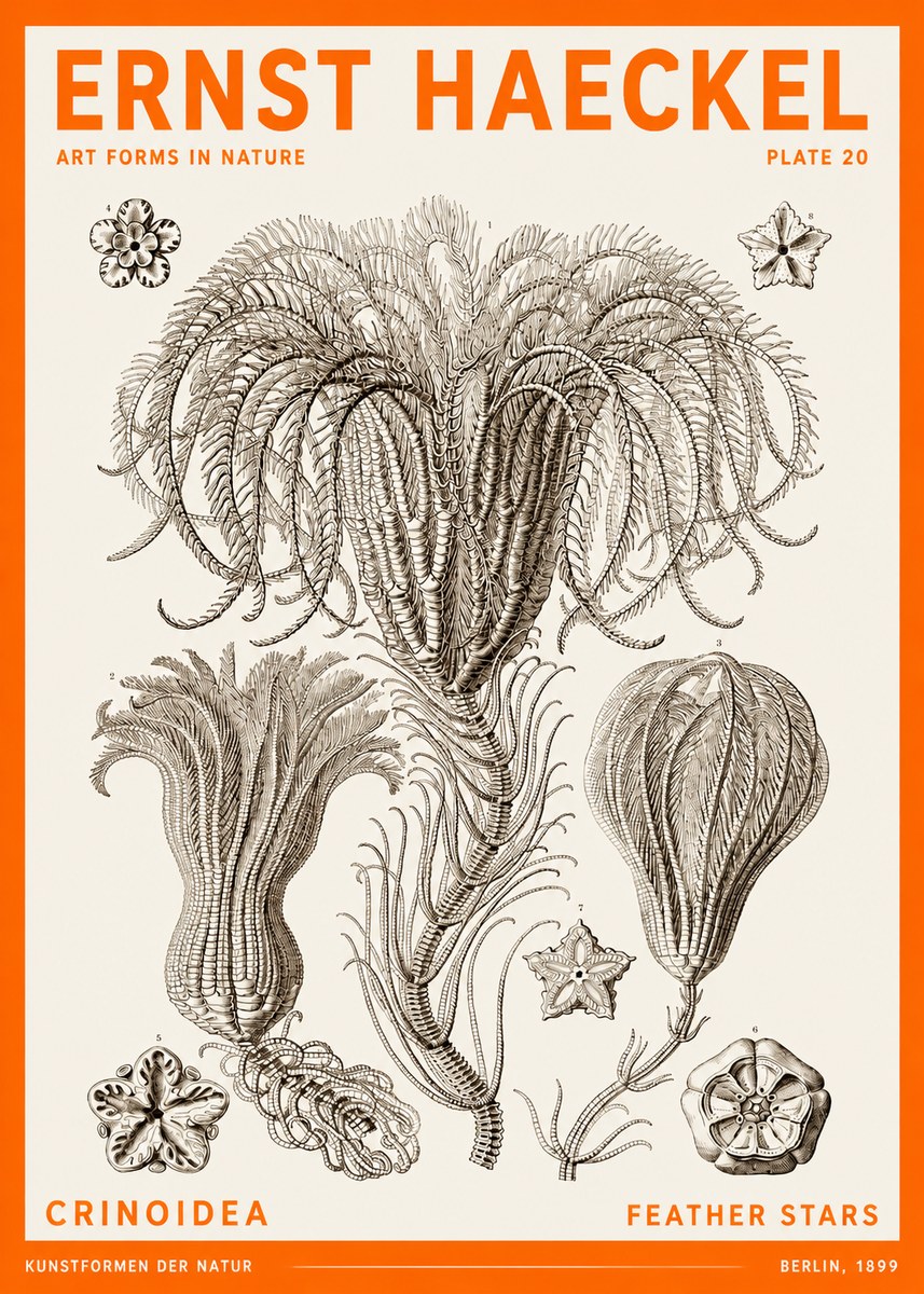 Ernst Haeckel Crinoidea - Palm Lilies No6 - Póster