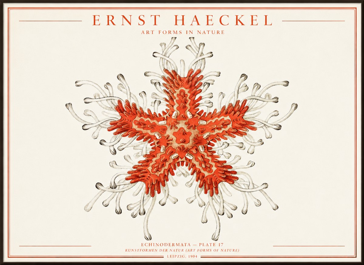 Ernst Haeckel Asteroidea Echinodermata Plate 28 No4 - Póster