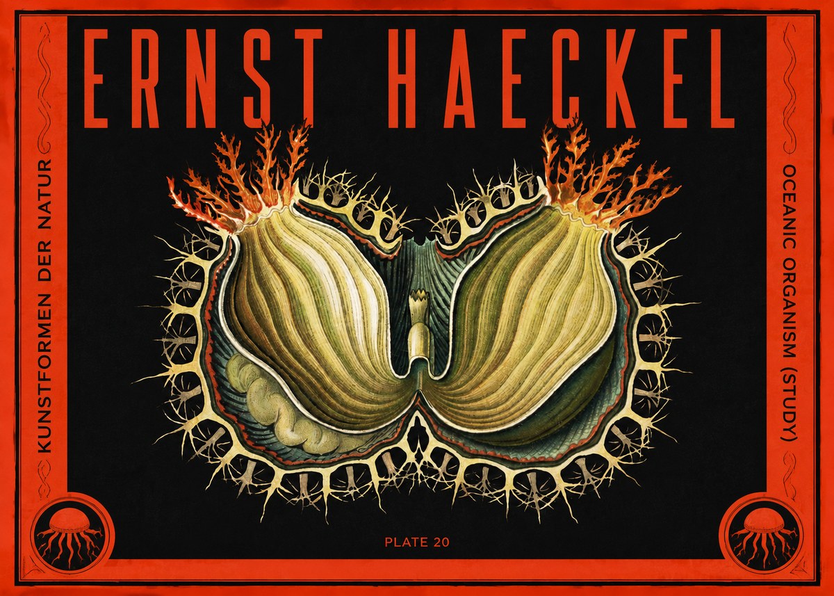 Ernst Haeckel Nature's Architecture No5 - Póster