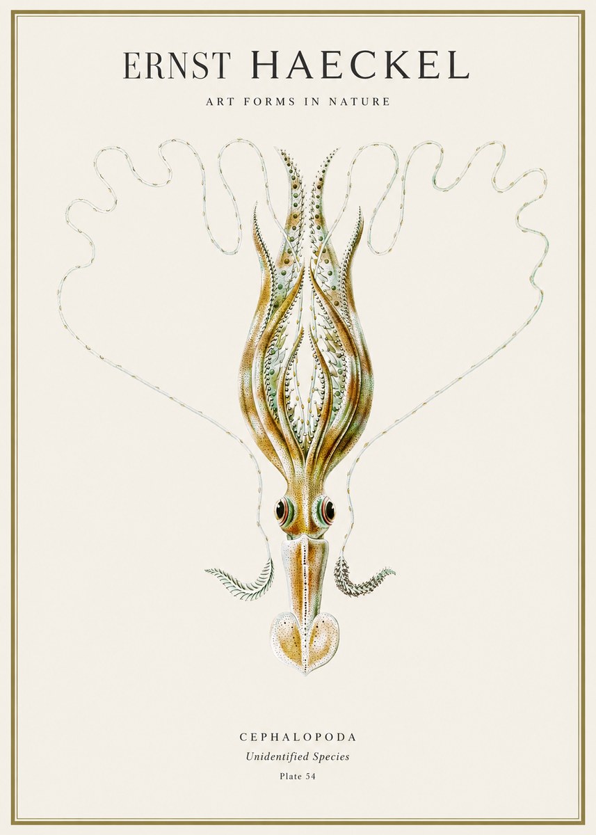 Ernst Haeckel Teuthis Pelagica No4 - Póster