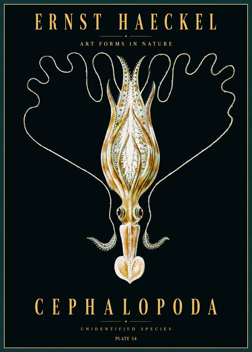 Ernst Haeckel Teuthis Pelagica No5 - Póster
