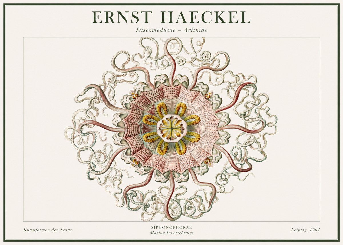 Ernst Haeckel Discomedusae – Actiniae No1 - Póster