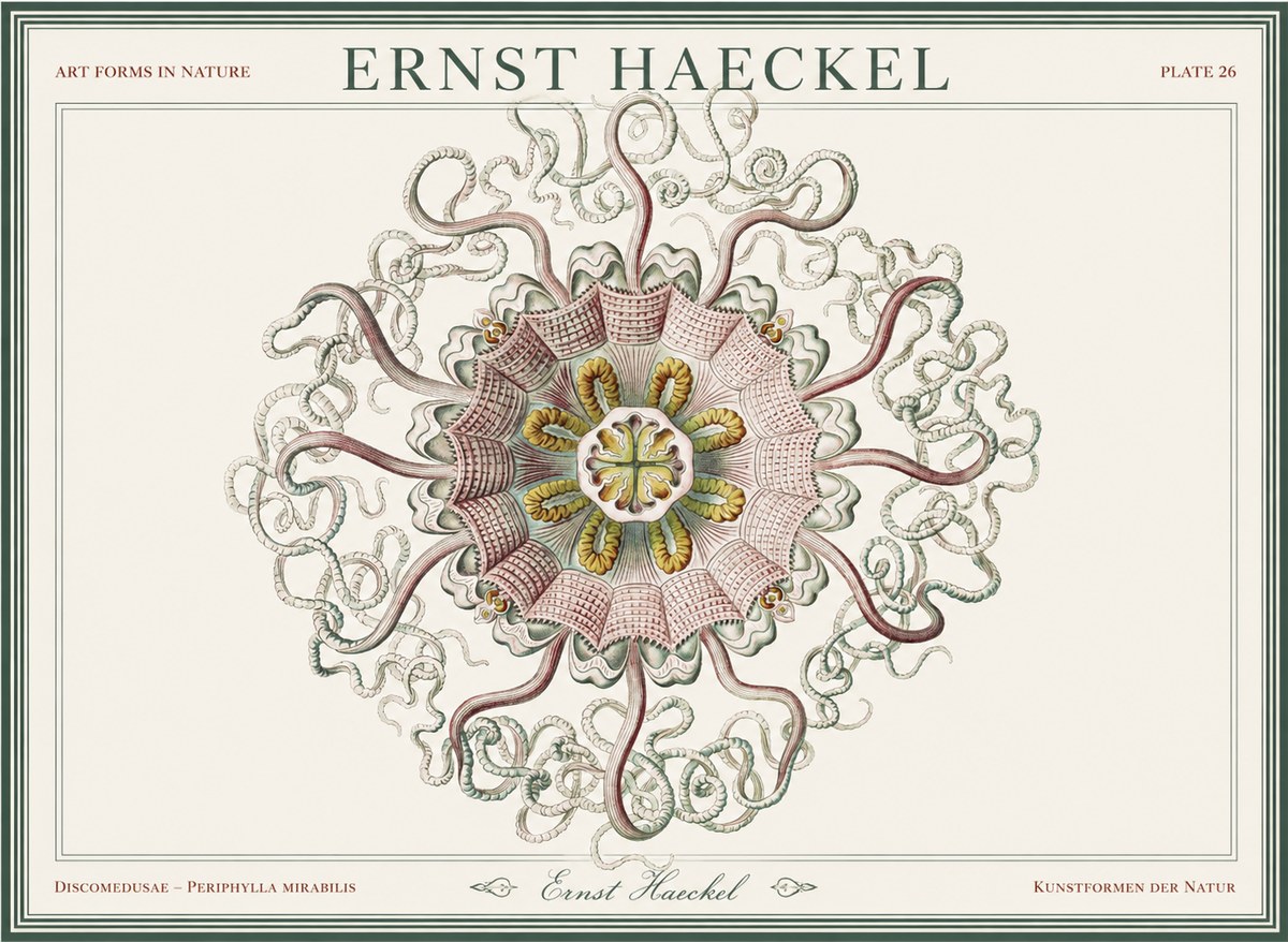 Ernst Haeckel Discomedusae – Actiniae No5 - Póster